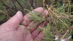 Pelargonium tragacanthoides