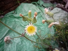 Sonchus oleraceus
