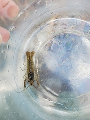 Procambarus leonensis