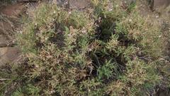 Pelargonium tragacanthoides