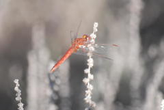 Crocothemis