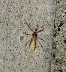 Rocconota annulicornis