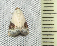 Eublemma ecthaemata