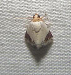 Eublemma ecthaemata