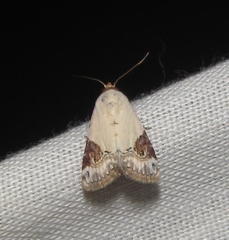 Eublemma ecthaemata
