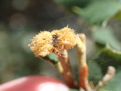 Heteroecus melanoderma