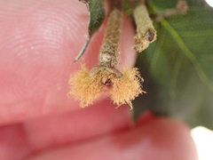 Heteroecus melanoderma