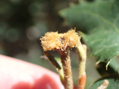 Heteroecus melanoderma