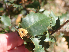 Heteroecus melanoderma