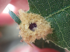 Heteroecus melanoderma