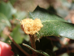 Heteroecus melanoderma