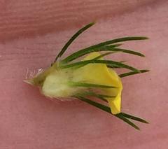 Aspalathus alopecurus