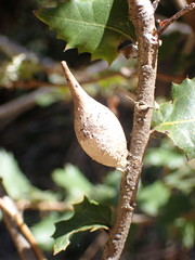 Heteroecus pacificus