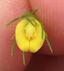 Aspalathus alopecurus