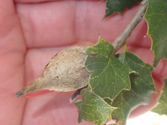 Heteroecus pacificus