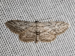 Idaea calunetaria