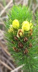 Aspalathus alopecurus