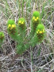 Aspalathus alopecurus