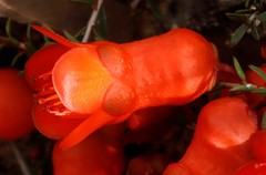 Balaustion pulcherrimum