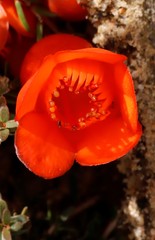 Balaustion pulcherrimum