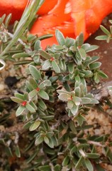 Balaustion pulcherrimum