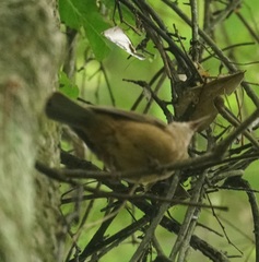Colluricincla rufogaster