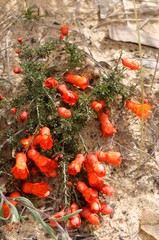 Balaustion pulcherrimum