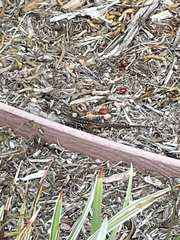 Sceloporus occidentalis