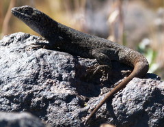 Liolaemus austromendocinus