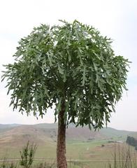 Cussonia paniculata sinuata