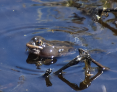 Lithobates kauffeldi