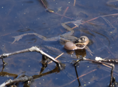 Lithobates kauffeldi