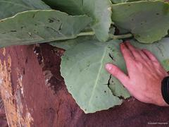 Cyphostemma oleraceum