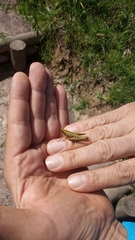 Agesander ruficornis