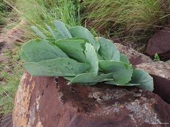 Cyphostemma oleraceum