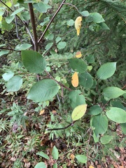 Amelanchier bartramiana