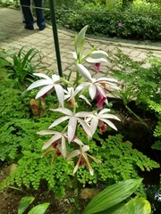 Phaius