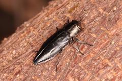 Chrysobothris dorsata