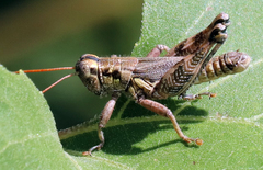 Campylacantha olivacea