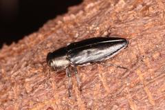 Chrysobothris dorsata