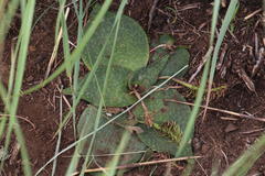 Ledebouria ovatifolia