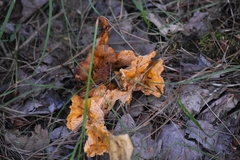 Craterellus lutescens