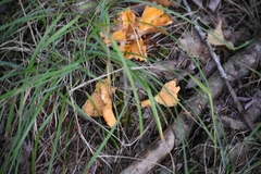 Craterellus lutescens