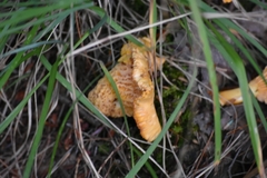 Craterellus lutescens
