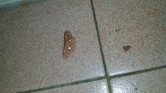 Discoglypha locupletata