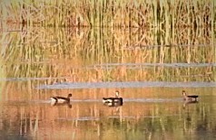Gallinula galeata