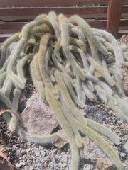 Cleistocactus colademononis