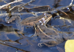 Lithobates kauffeldi