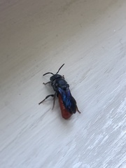 Euaspis polynesia