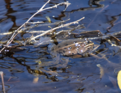 Lithobates kauffeldi